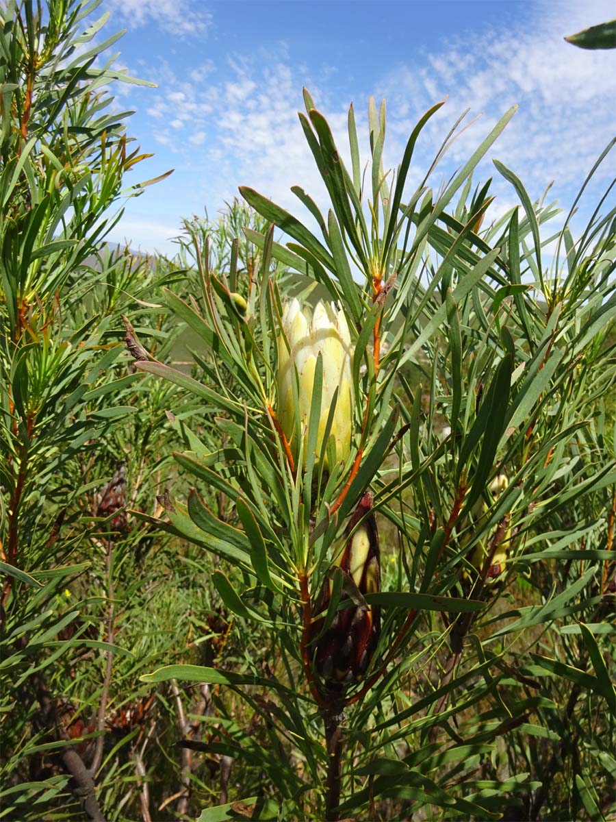 Изображение особи Protea repens.