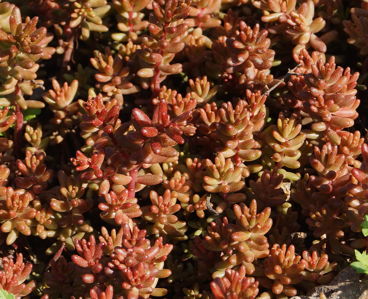 Изображение особи Sedum album.