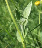 Inula oculus-christi