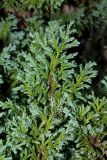 Chamaecyparis pisifera