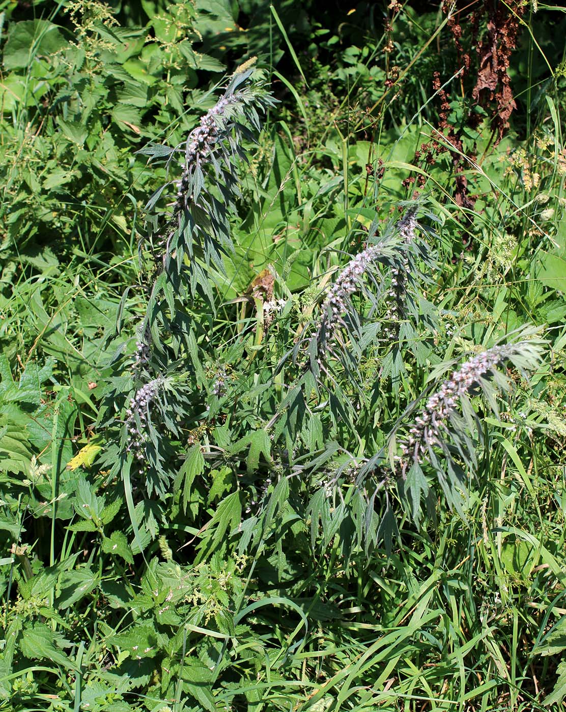 Изображение особи Leonurus quinquelobatus.