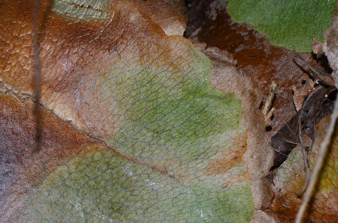 Изображение особи Platycerium bifurcatum.