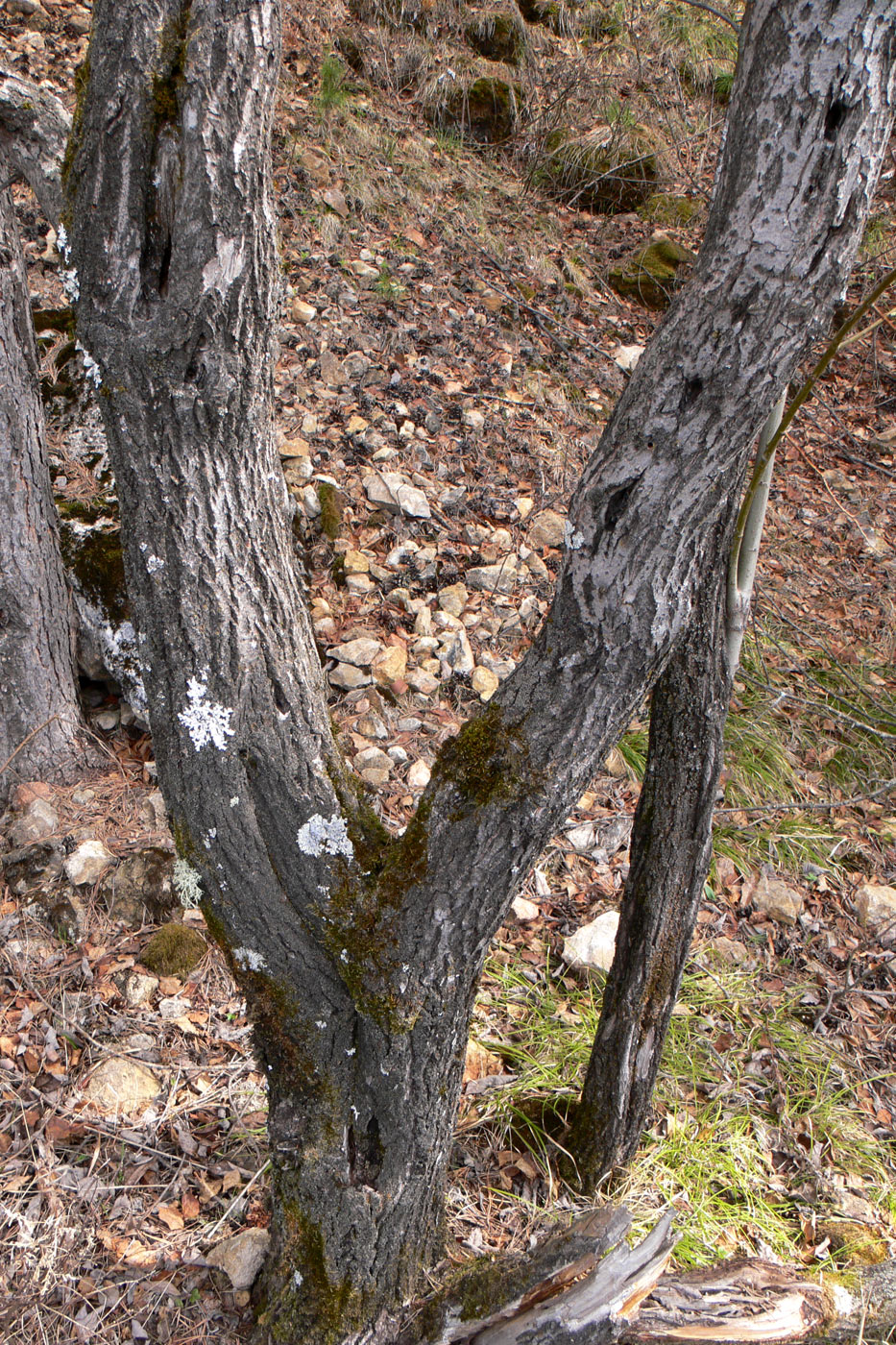 Изображение особи Salix caprea.