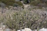 Origanum onites