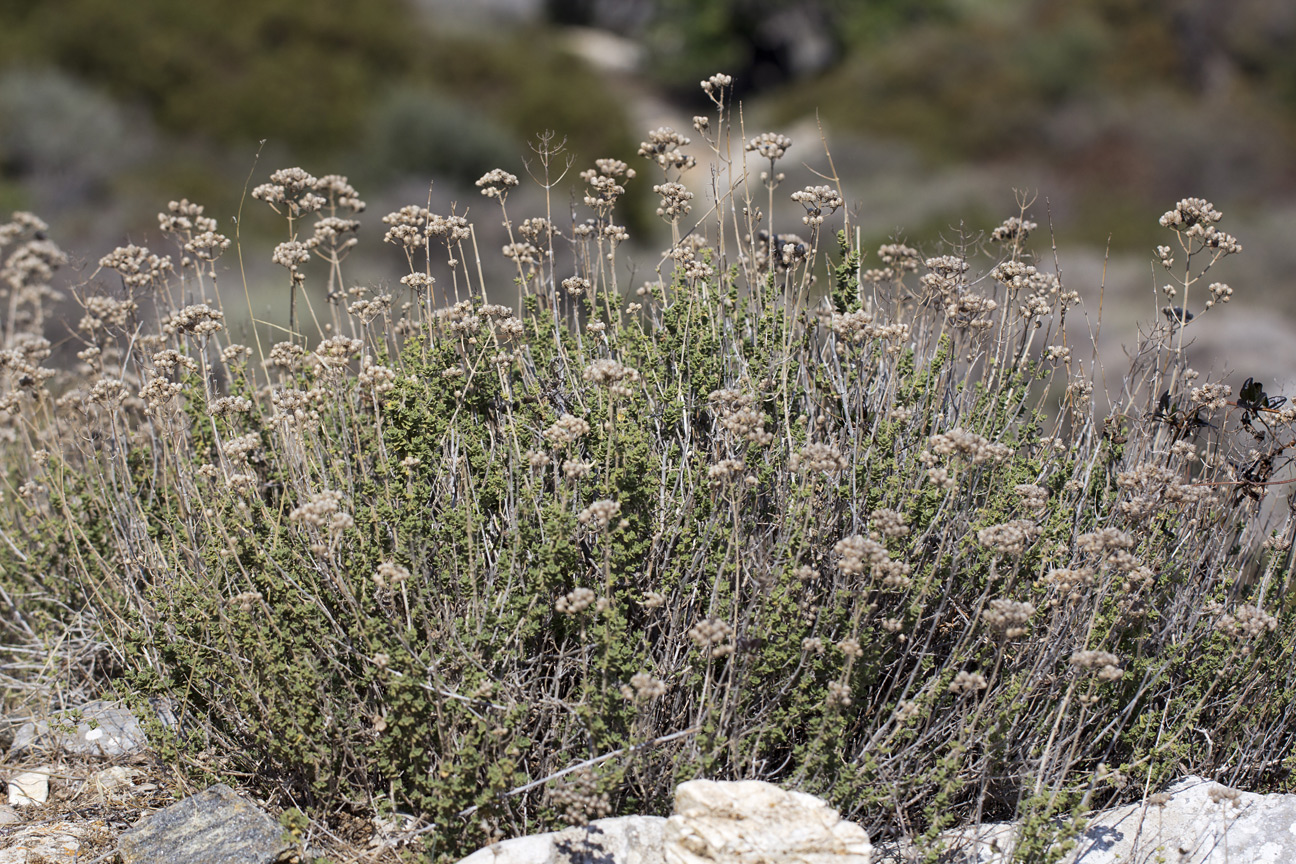 Image of Origanum onites specimen.