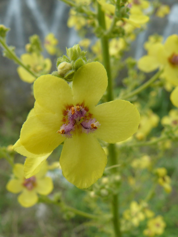 Image of Verbascum marschallianum specimen.