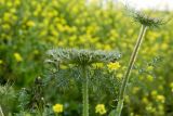 Daucus carota