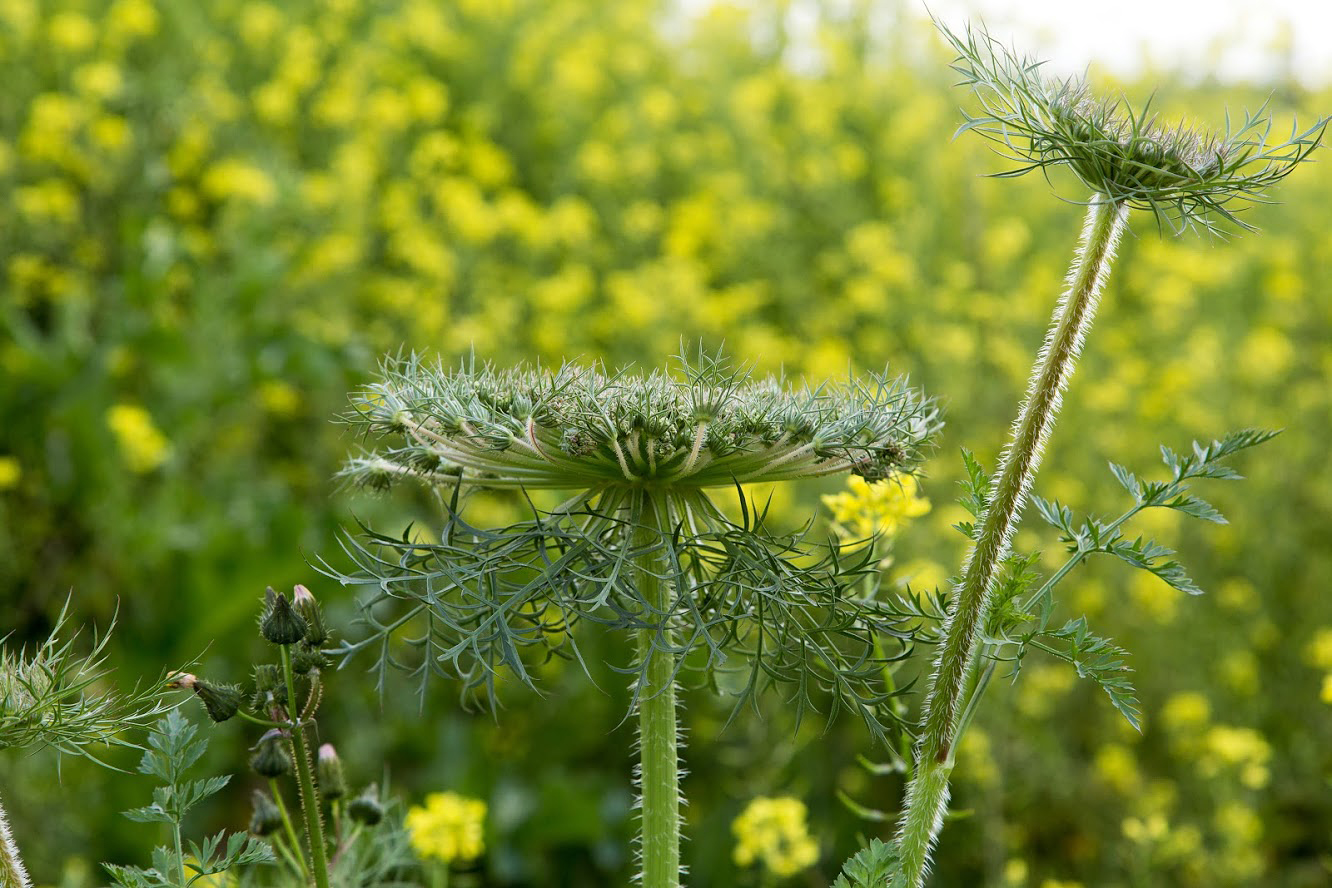 Изображение особи Daucus carota.