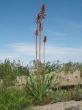 Eremurus cristatus. Зацветающие растения. Южный Казахстан, западные отроги Киргизского хр., горы Ботамойнак в окр. г. Тараз, ≈ 850 м н.у.м., мелкоскалистый гребень гор. 18 апреля 2019 г.