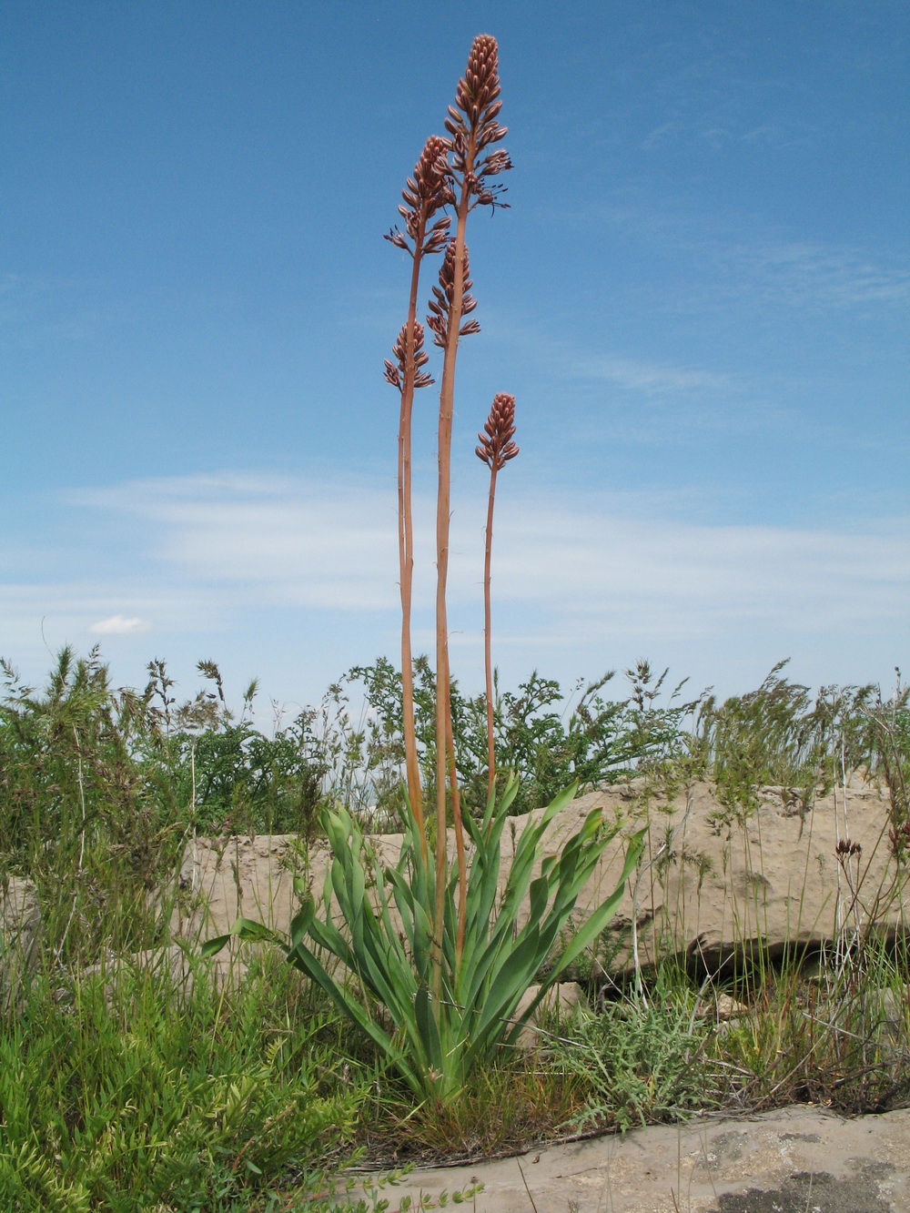 Изображение особи Eremurus cristatus.