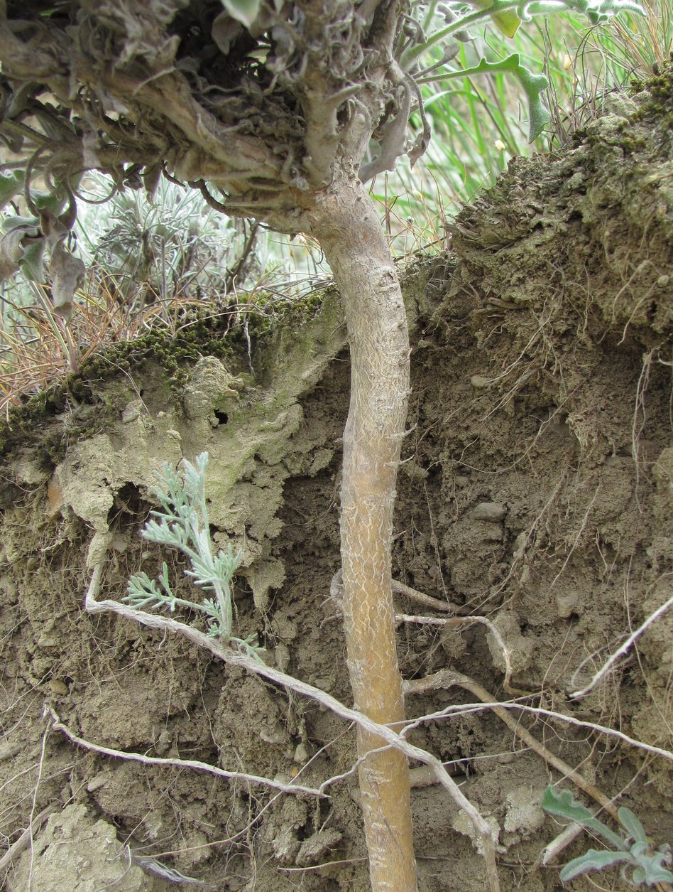 Image of Matthiola daghestanica specimen.