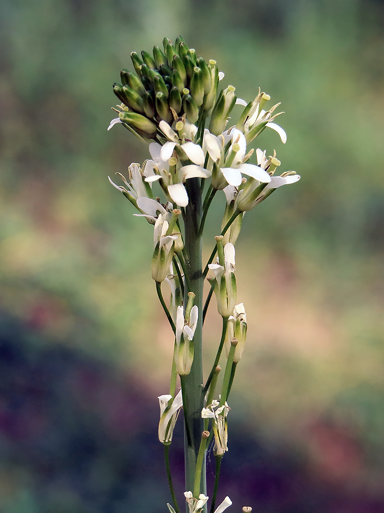 Изображение особи Turritis glabra.