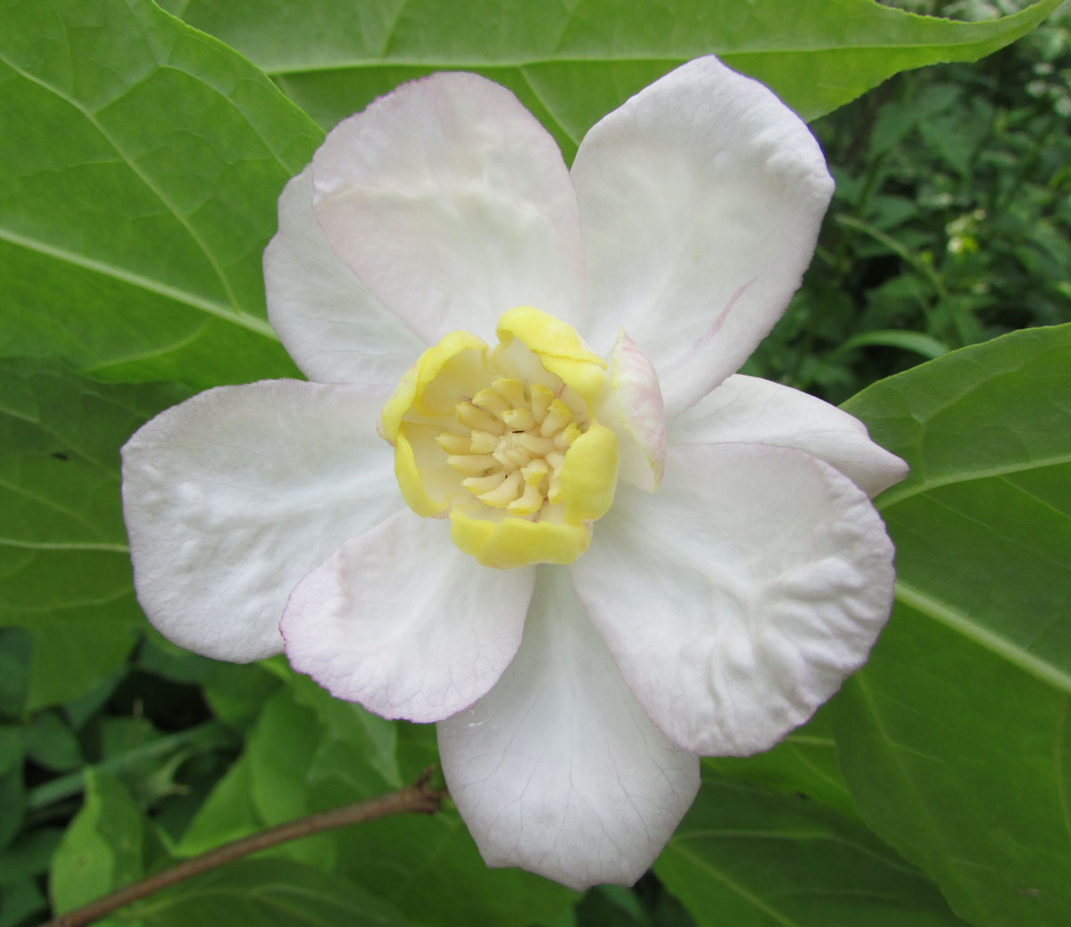 Изображение особи Calycanthus chinensis.