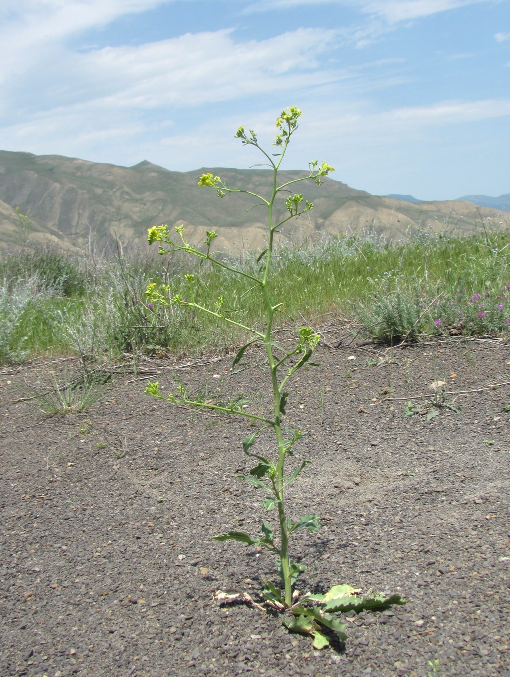 Image of Erucastrum armoracioides specimen.