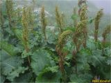 Rumex alpinus