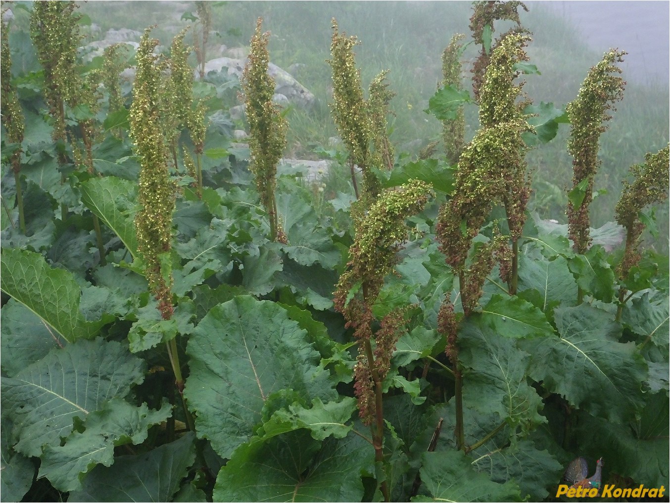 Изображение особи Rumex alpinus.