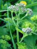 род Achillea. Верхушка зацветающего растения. Республика Алтай, Онгудайский р-н, восточный склон горы Вершина Тияхты, около 1800 м н.у.м., окраина кедрача. 05.07.2010.
