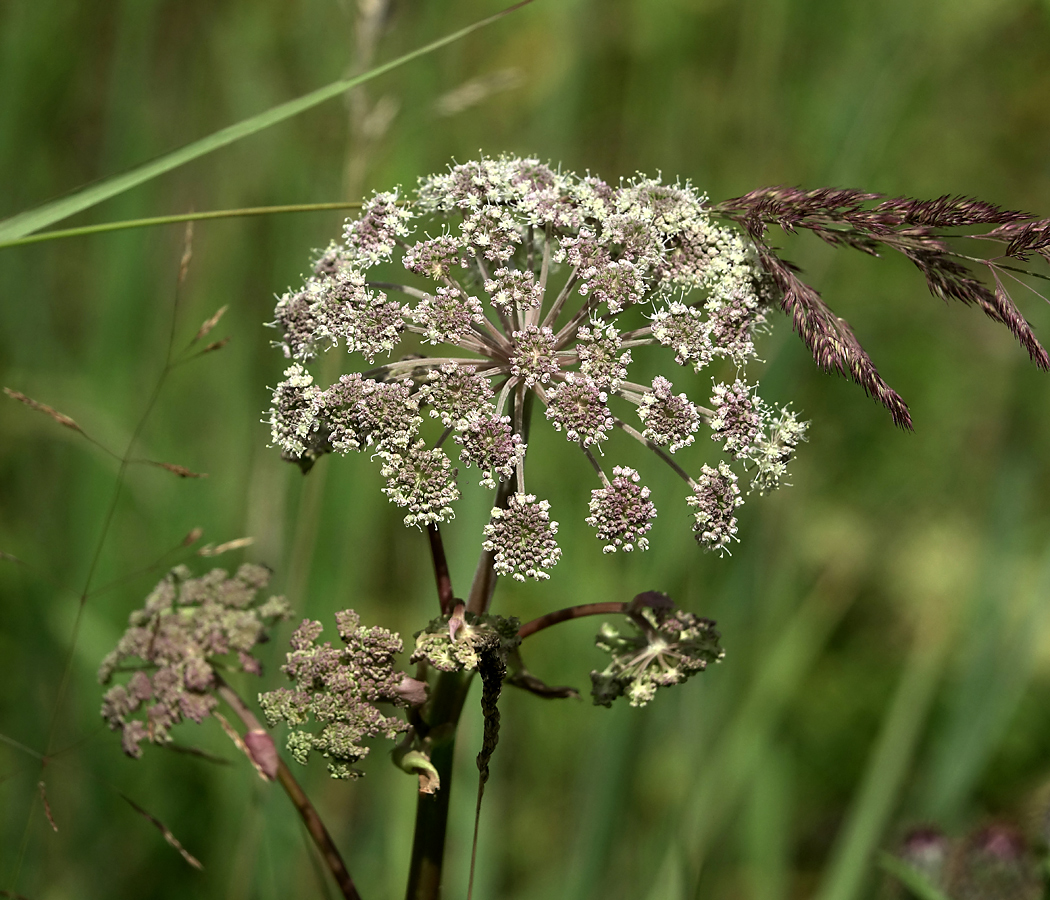 Изображение особи Angelica sylvestris.