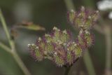 Torilis arvensis