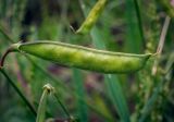 Lathyrus sylvestris. Незрелый плод. Пермский край, г. Пермь, Кировский р-н, задернованный склон песчаного карьера. 27.07.2019.