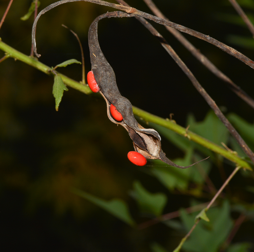 Image of Erythrina herbacea specimen.