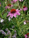 Echinacea purpurea. Верхушка побега с соцветием. Челябинск, Ботанический сад ЧелГУ, в культуре. 01.08.2019.