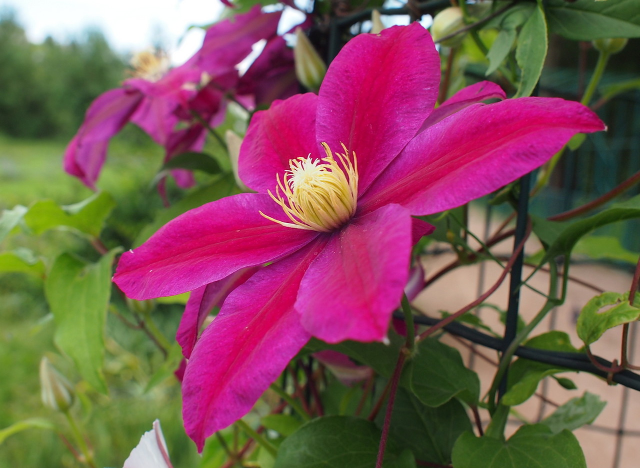 Image of Clematis &times; jackmanii specimen.