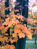 Acer rubrum