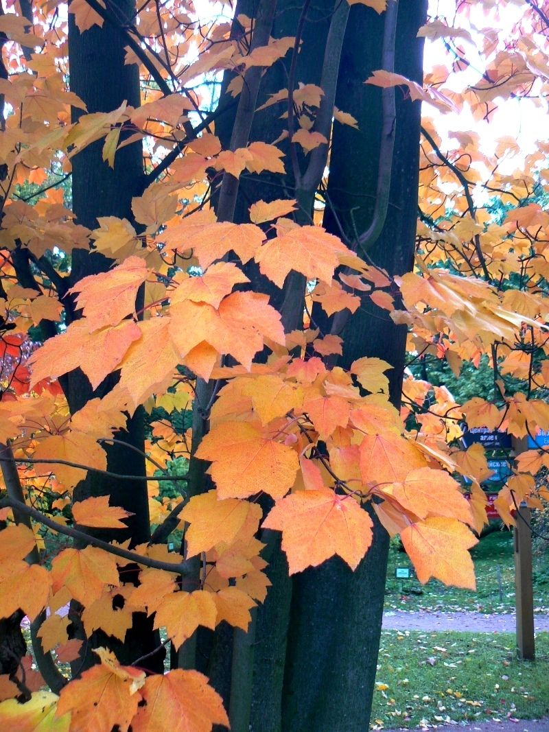 Image of Acer rubrum specimen.