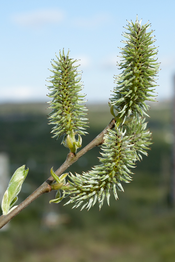 Image of Salix caprea specimen.