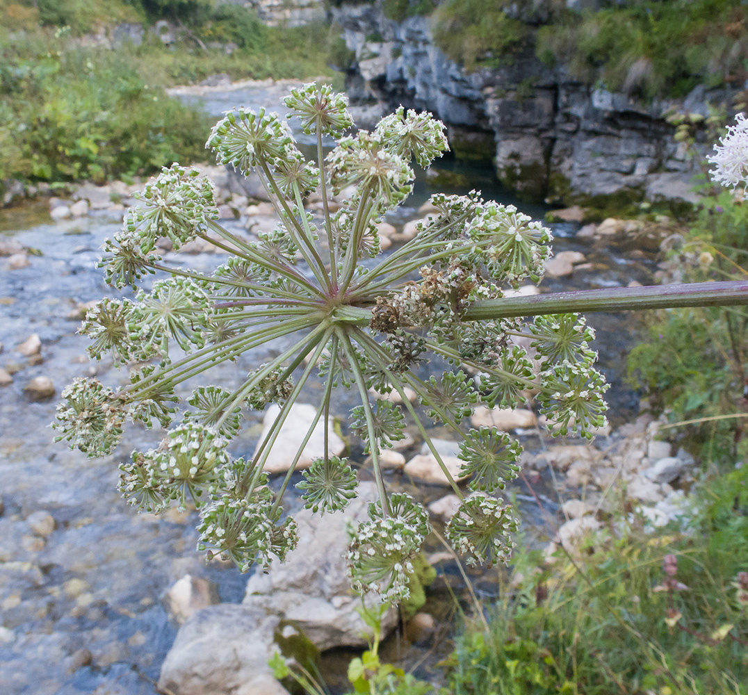 Изображение особи Angelica pachyptera.