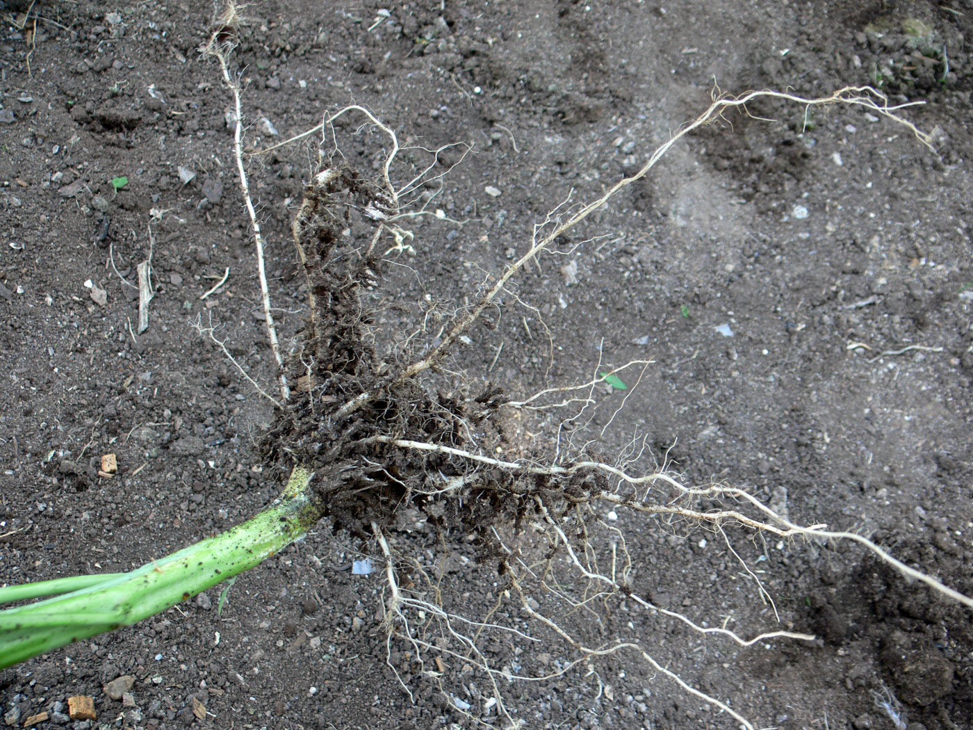 Image of Chenopodium album specimen.