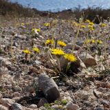 Taraxacum hellenicum