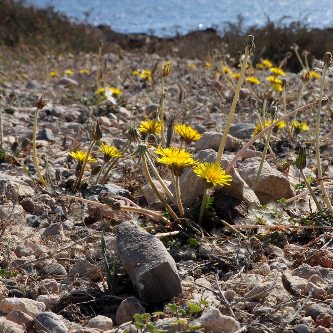 Image of Taraxacum hellenicum specimen.