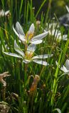 Zephyranthes candida. Цветущие растения. Краснодарский край, МО город-курорт Сочи, Адлерский р-н, м-н Адлер, окр. устья р. Мзымта. 1 октября 2019 г.