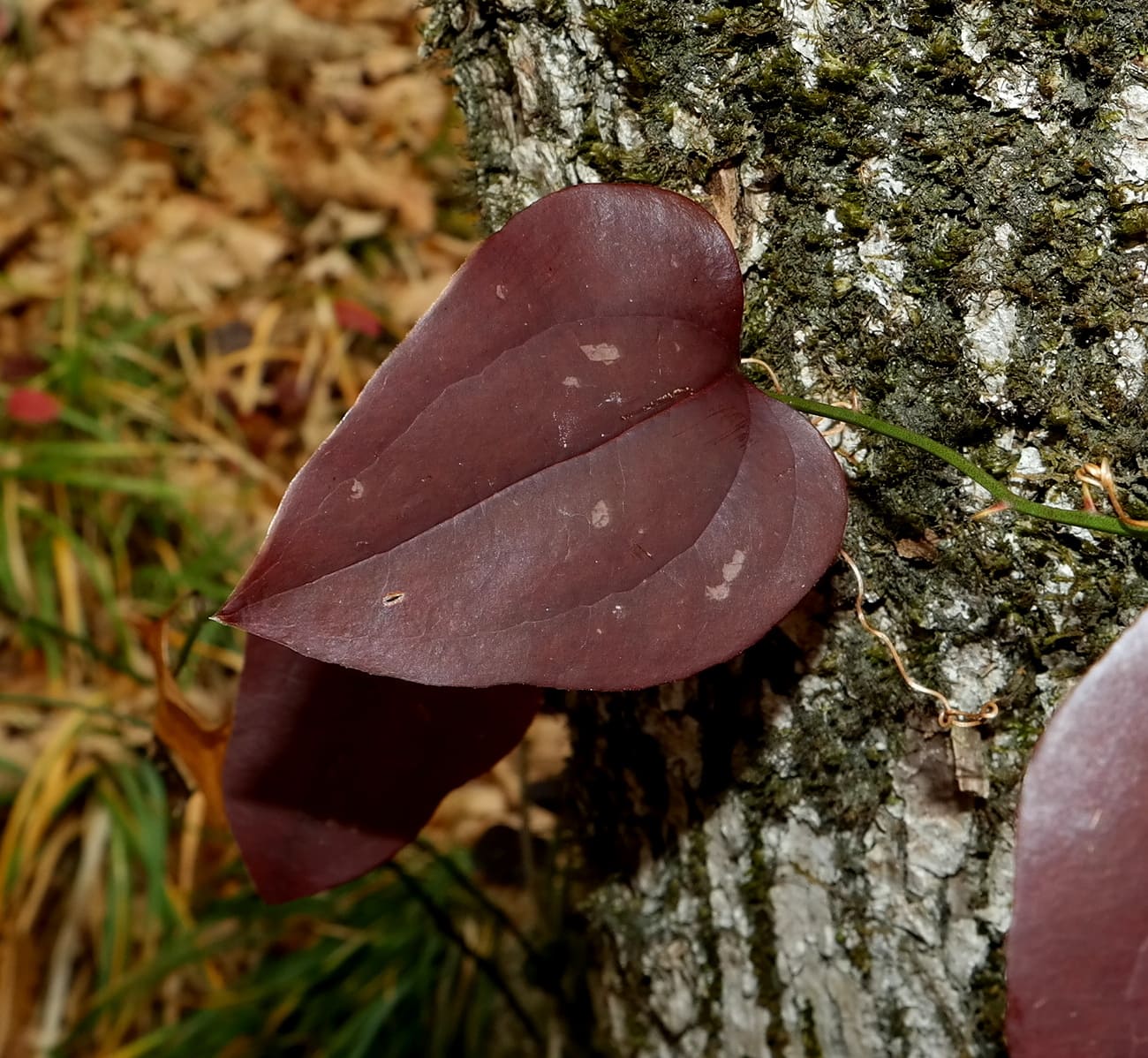 Image of Smilax excelsa specimen.