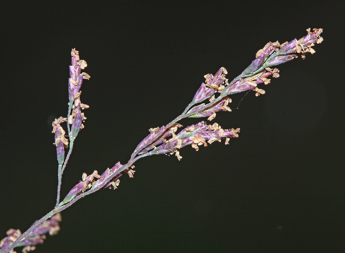 Image of Puccinellia hauptiana specimen.