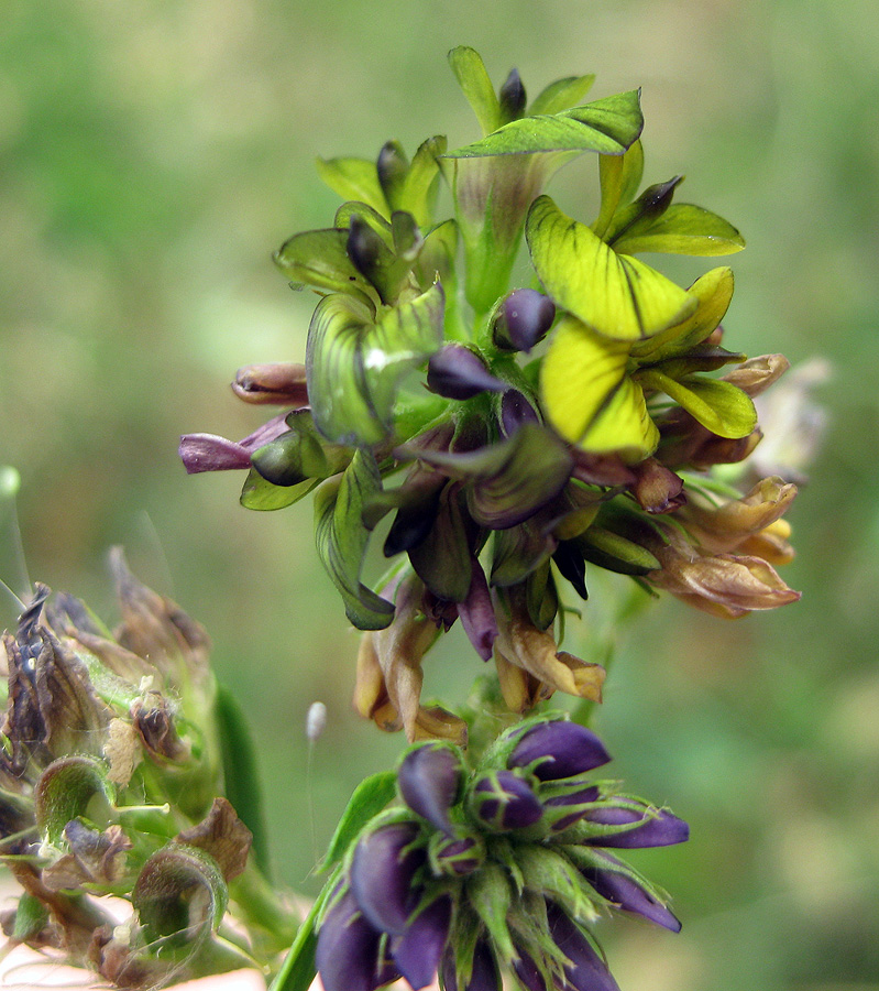 Изображение особи Medicago &times; varia.