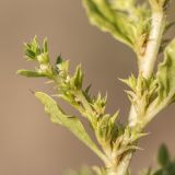 Amaranthus albus. Часть побега с цветками. Ростовская обл., Азовский р-н, окр. пос. Беловодье, пески. 02.08.2015.