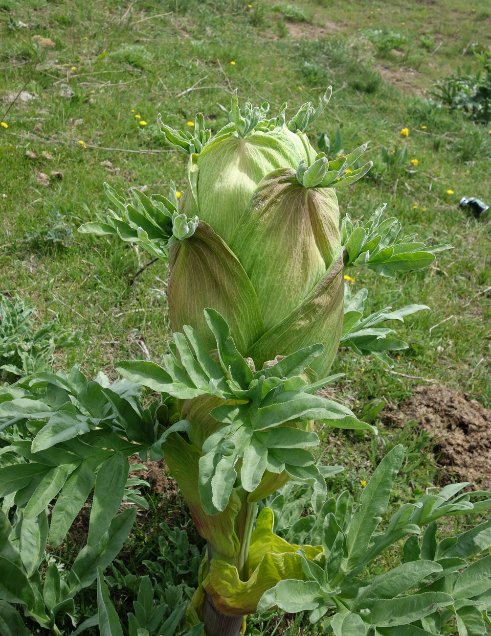 Изображение особи Ferula kuhistanica.