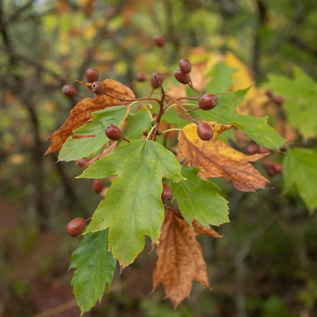 Image of Sorbus torminalis specimen.