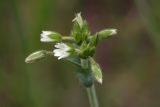 Cerastium holosteoides. Соцветие. Костромская обл., Судиславский р-н, окр. дер. Антипино, обочина полевой дороги. 25.06.2017.