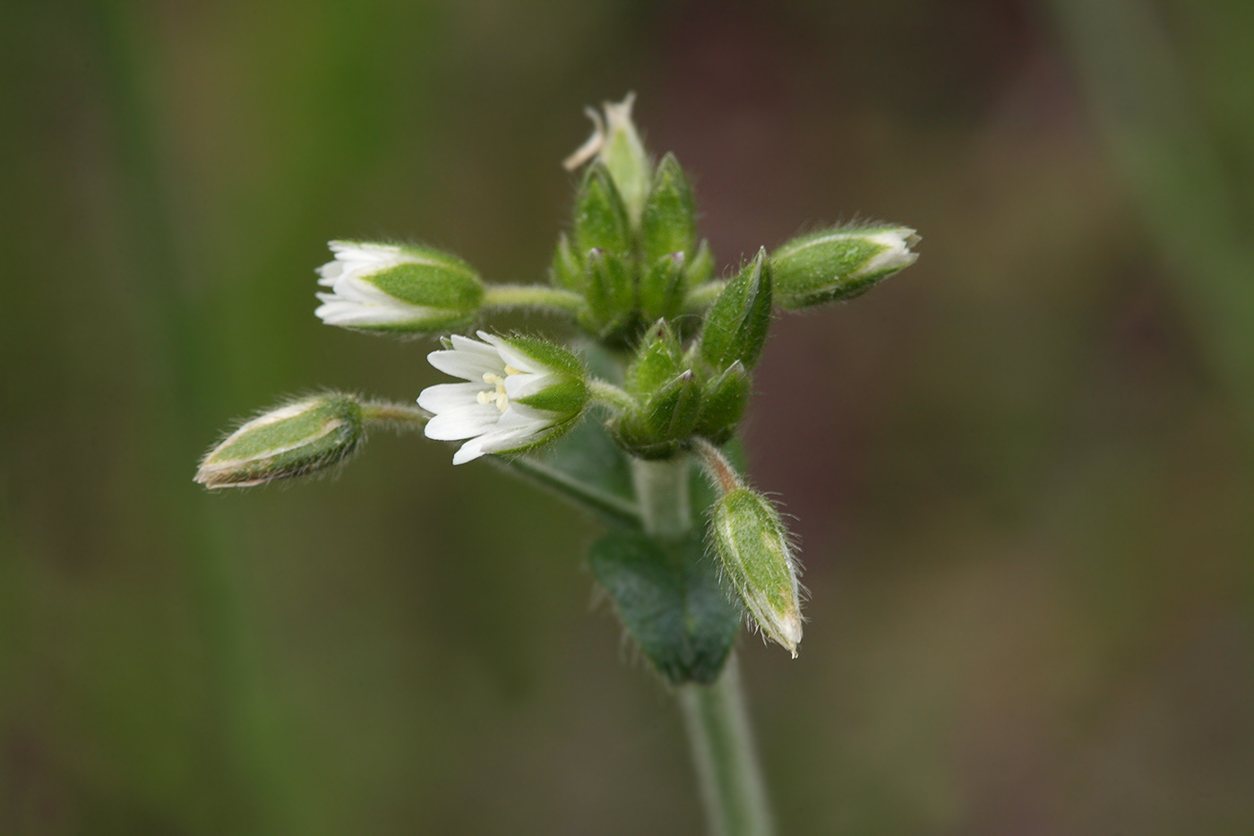 Изображение особи Cerastium holosteoides.