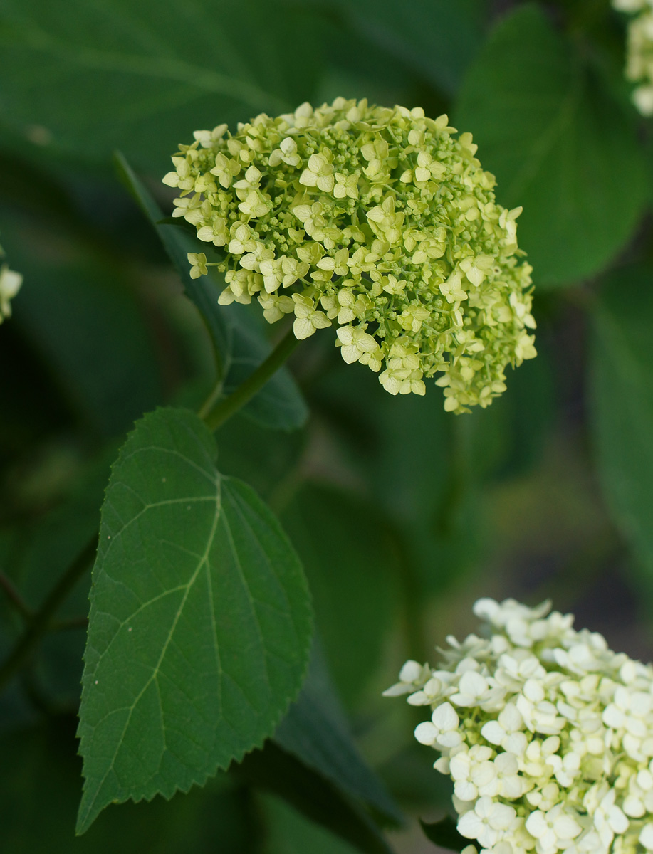 Image of Hydrangea arborescens specimen.