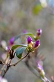 Rhododendron ledebourii
