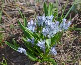 Scilla puschkinioides