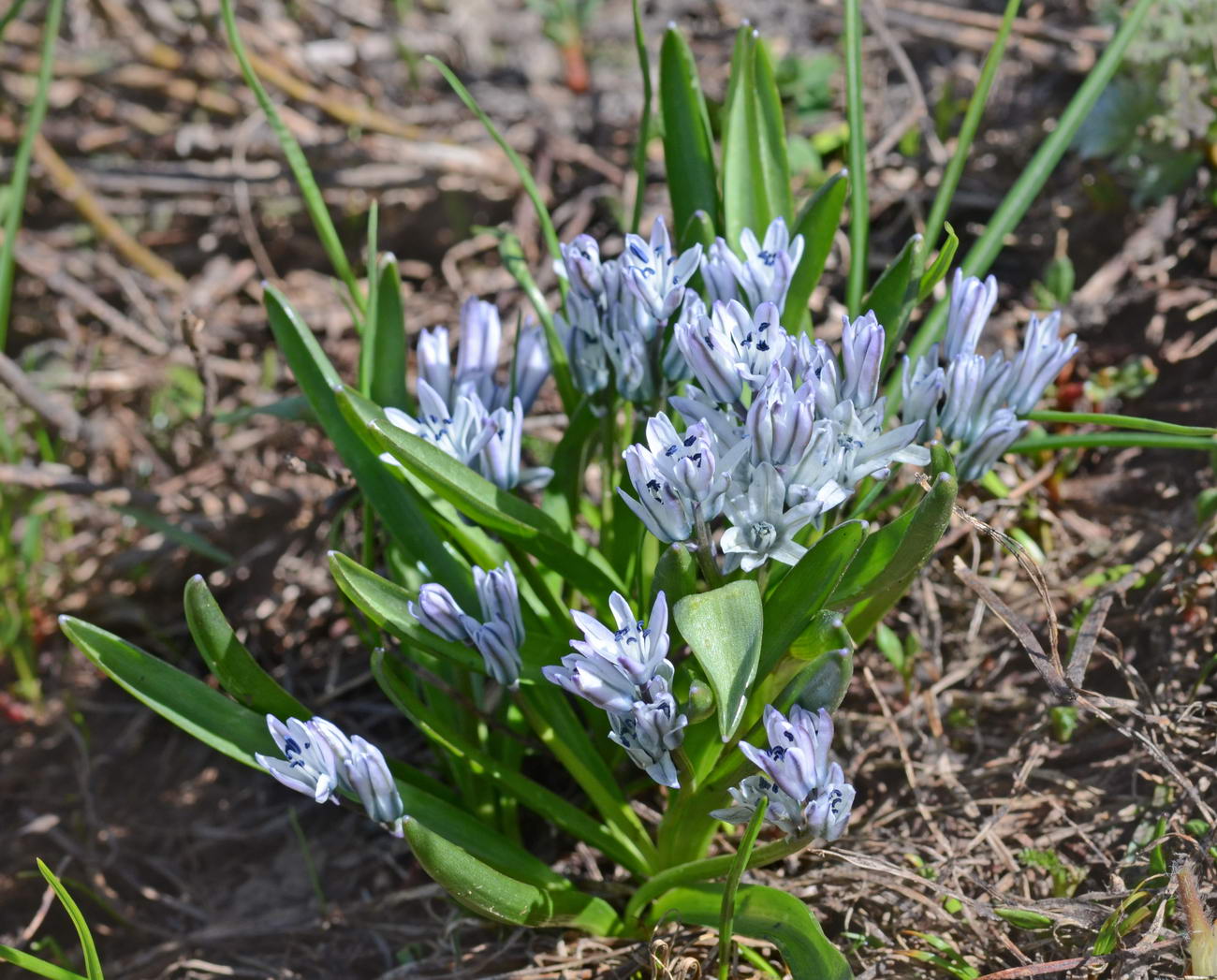 Image of Scilla puschkinioides specimen.