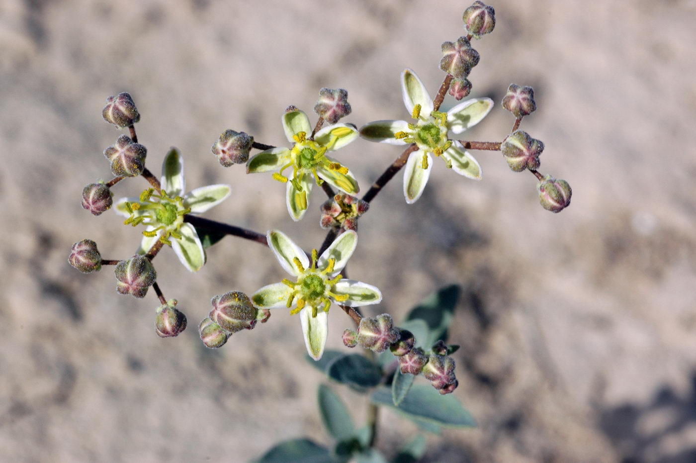 Image of Haplophyllum versicolor specimen.