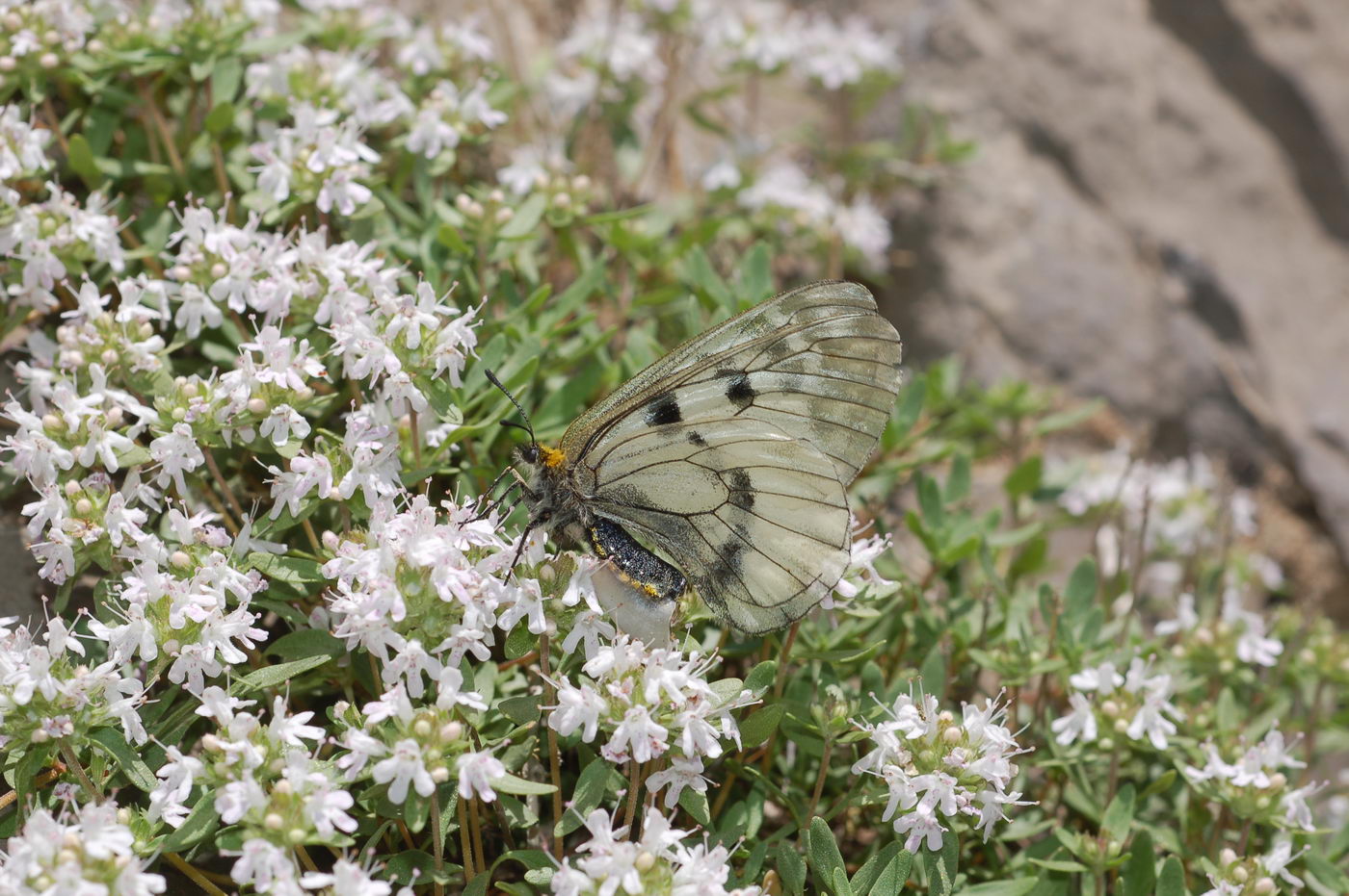 Image of genus Thymus specimen.