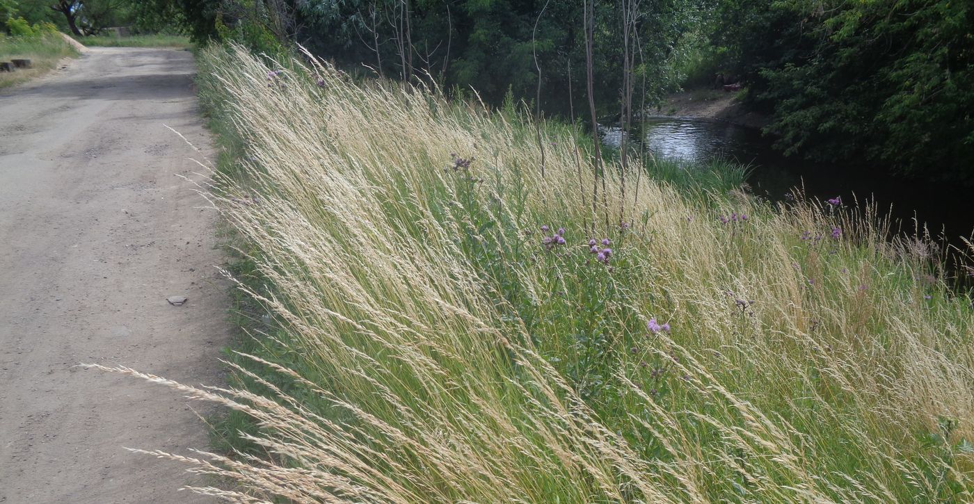 Изображение особи Festuca pratensis.